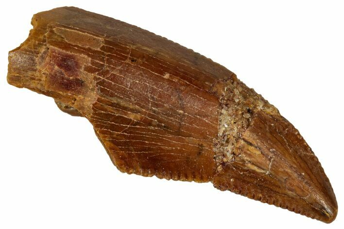 Serrated Raptor Tooth - Real Dinosaur Tooth #332881